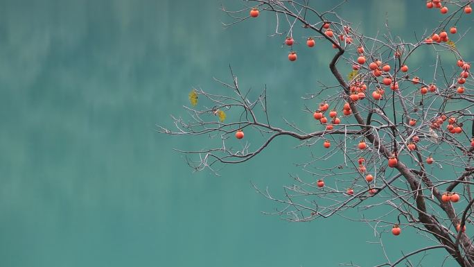 江南浙江秋天秋色秋景红色柿子树绿色湖水
