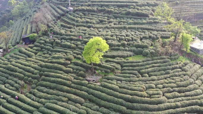 【4K可商用】原创航拍龙井茶山茶叶茶园