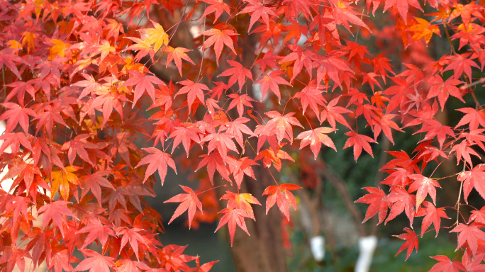 宣传片级别秋天枫叶运镜实拍