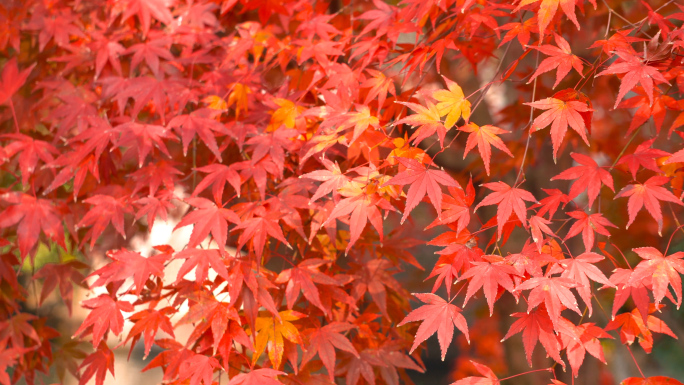 宣传片级别秋天枫叶运镜实拍