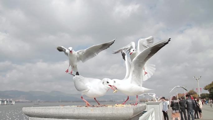 昆明滇池的海鸥特写素材