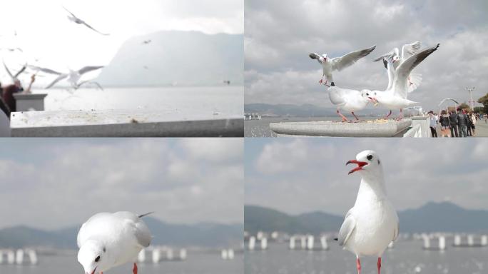 昆明滇池的海鸥特写素材