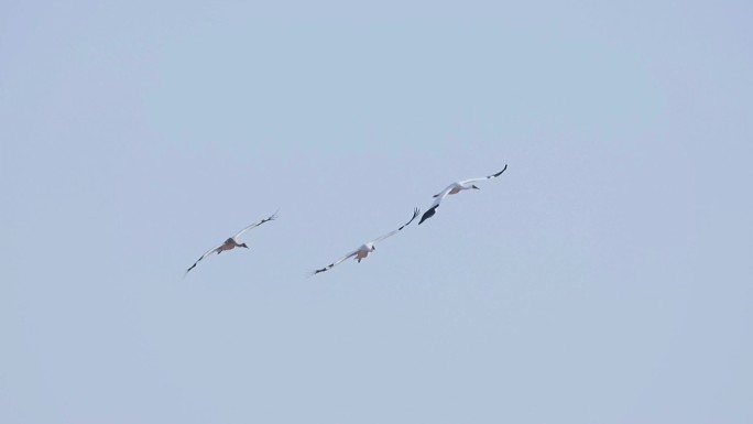白鹤家族在飞行中 升格慢动作