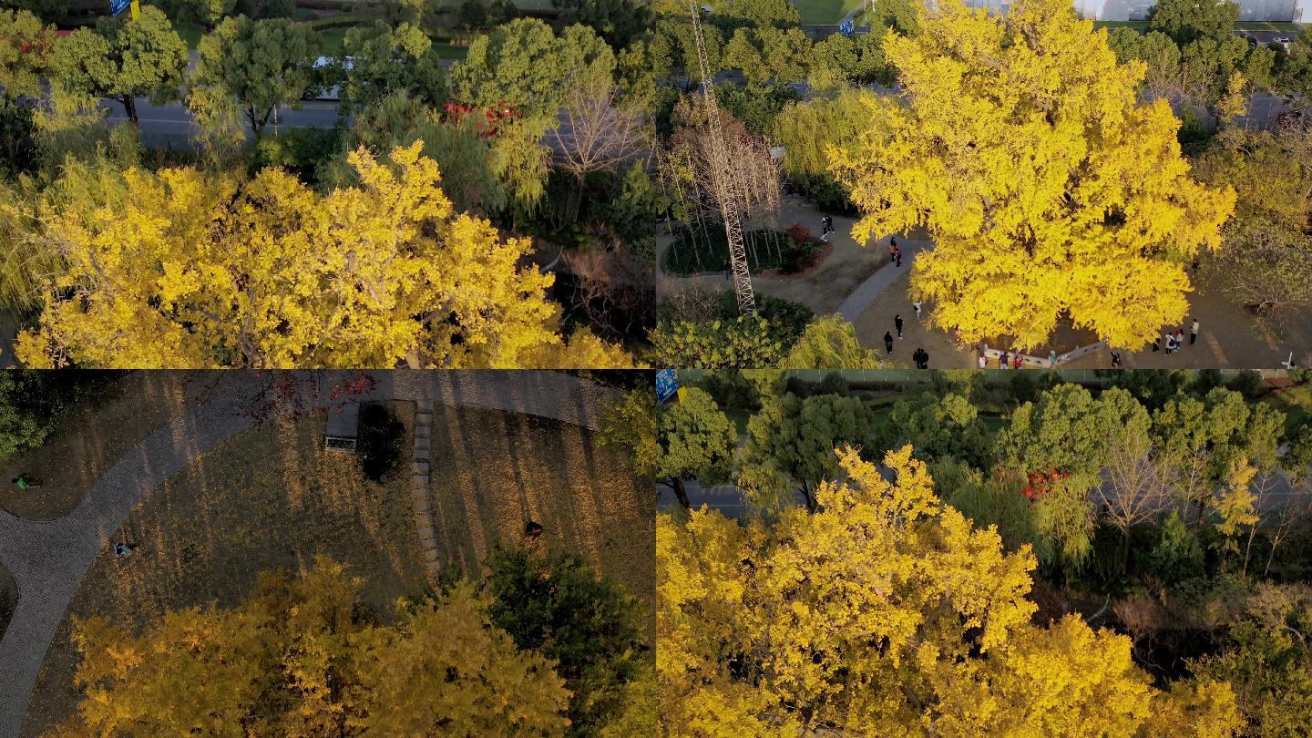 4K航拍上海最古老的银杏树倒退