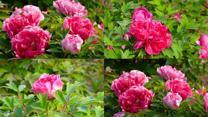 牡丹花、鲜花盛开、花朵特写 02