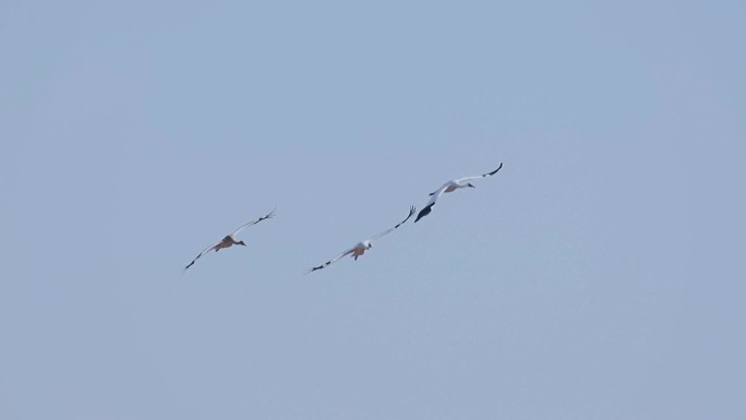 白鹤家族在蓝天飞行升格慢动作