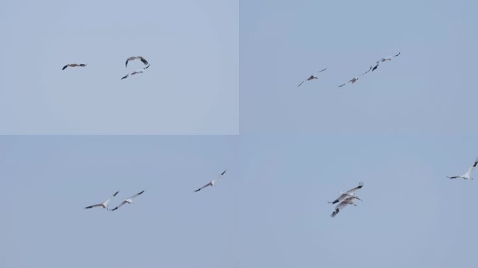 白鹤家族在蓝天飞行升格慢动作