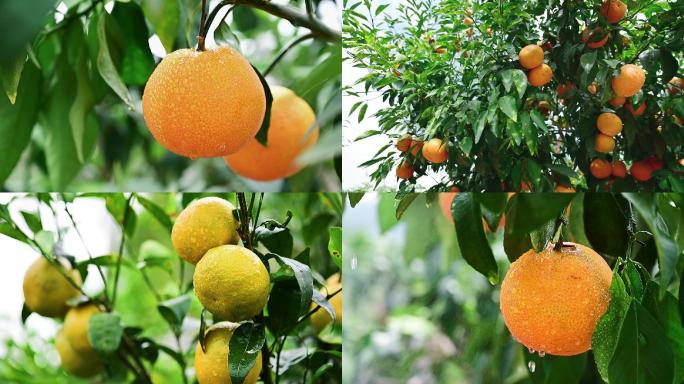 澳柑，橘子，柑橘、橙子、果园