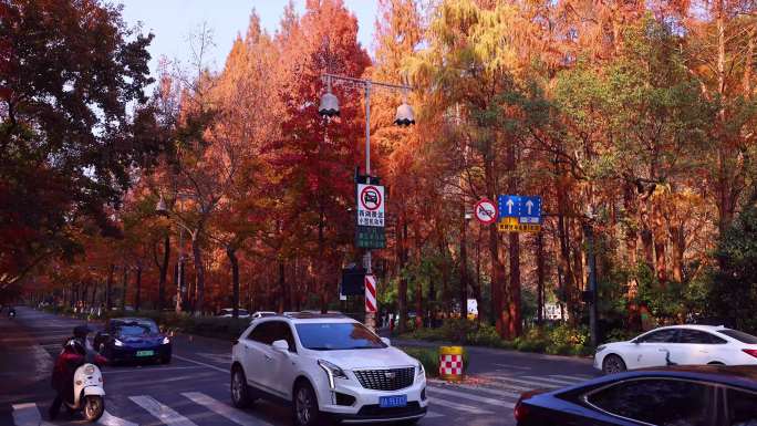 延时摄影杭州城市道路秋色4K