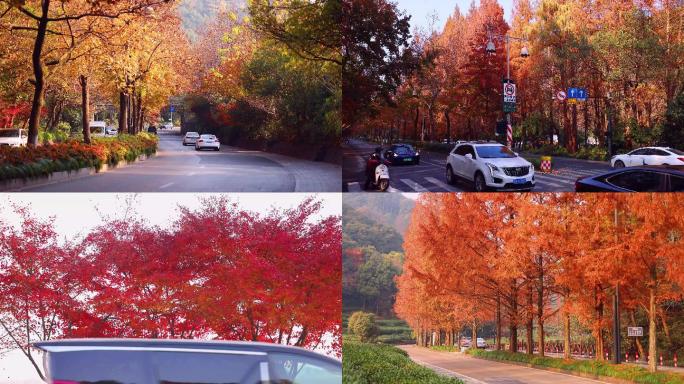 延时摄影杭州城市道路秋色4K