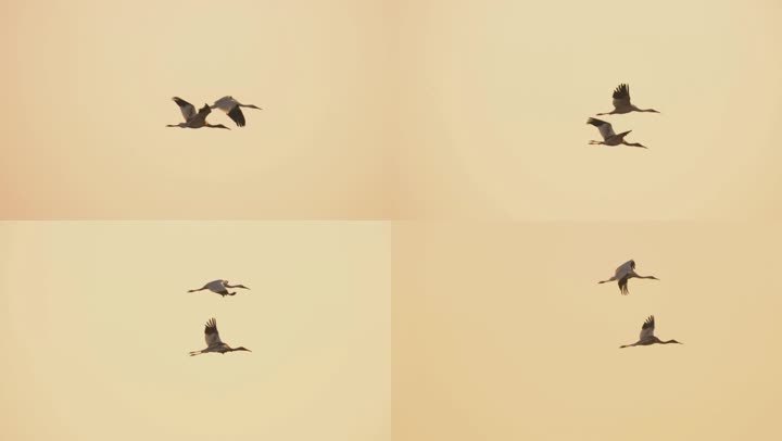 两只白鹤在晨光中飞行，升格慢动作