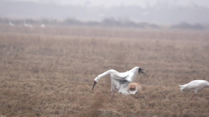 白鹤在稻田里降落的慢动作优美姿势