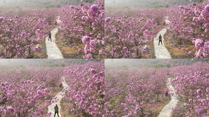 广东江门最美紫花风铃木花海航拍5