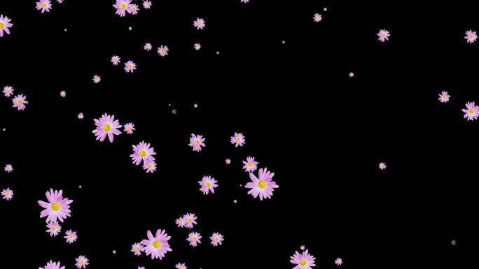 紫色菊花粒子飘过屏幕