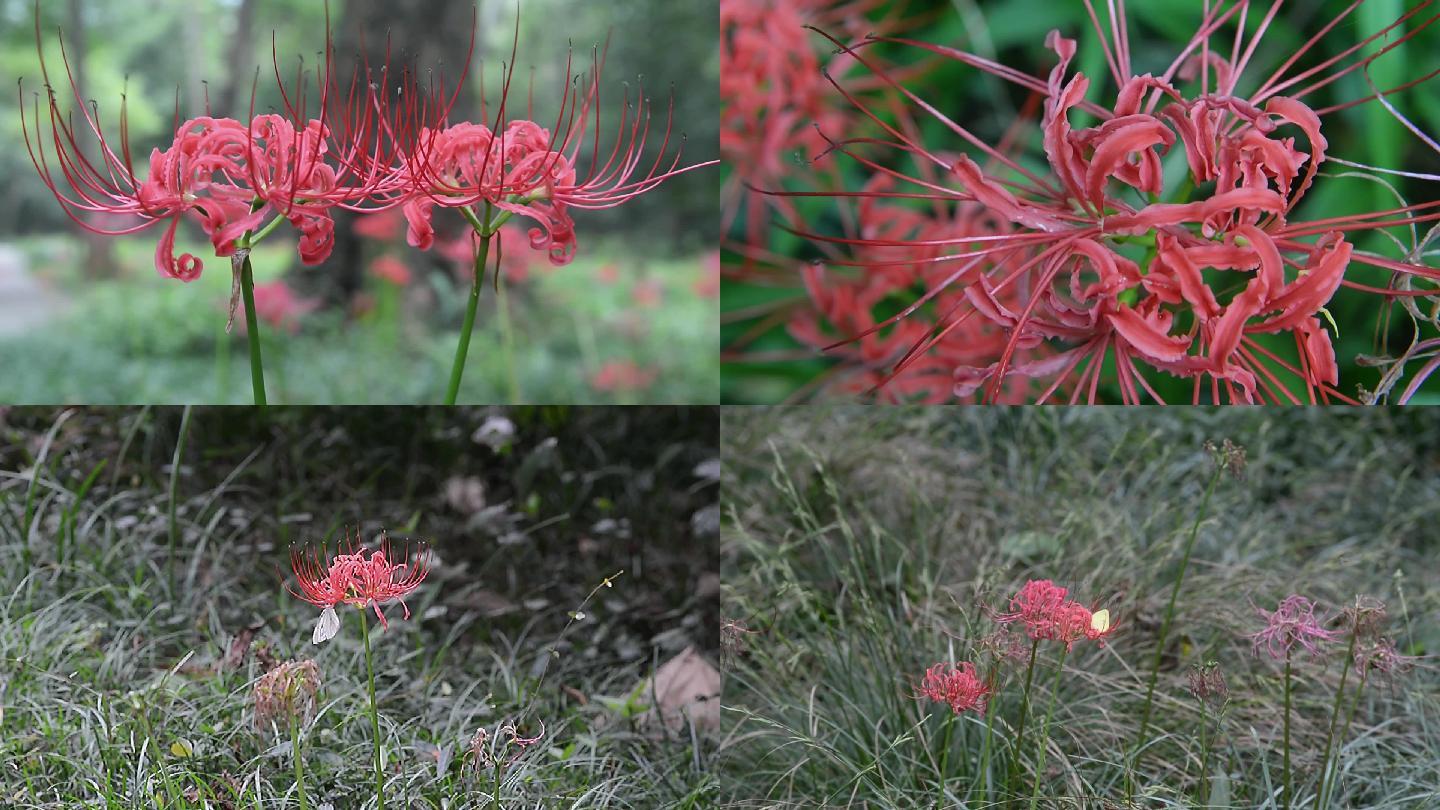 蝶恋花 彼岸花美景素材