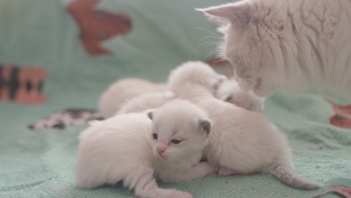 实拍十天大布偶猫白猫幼崽小猫