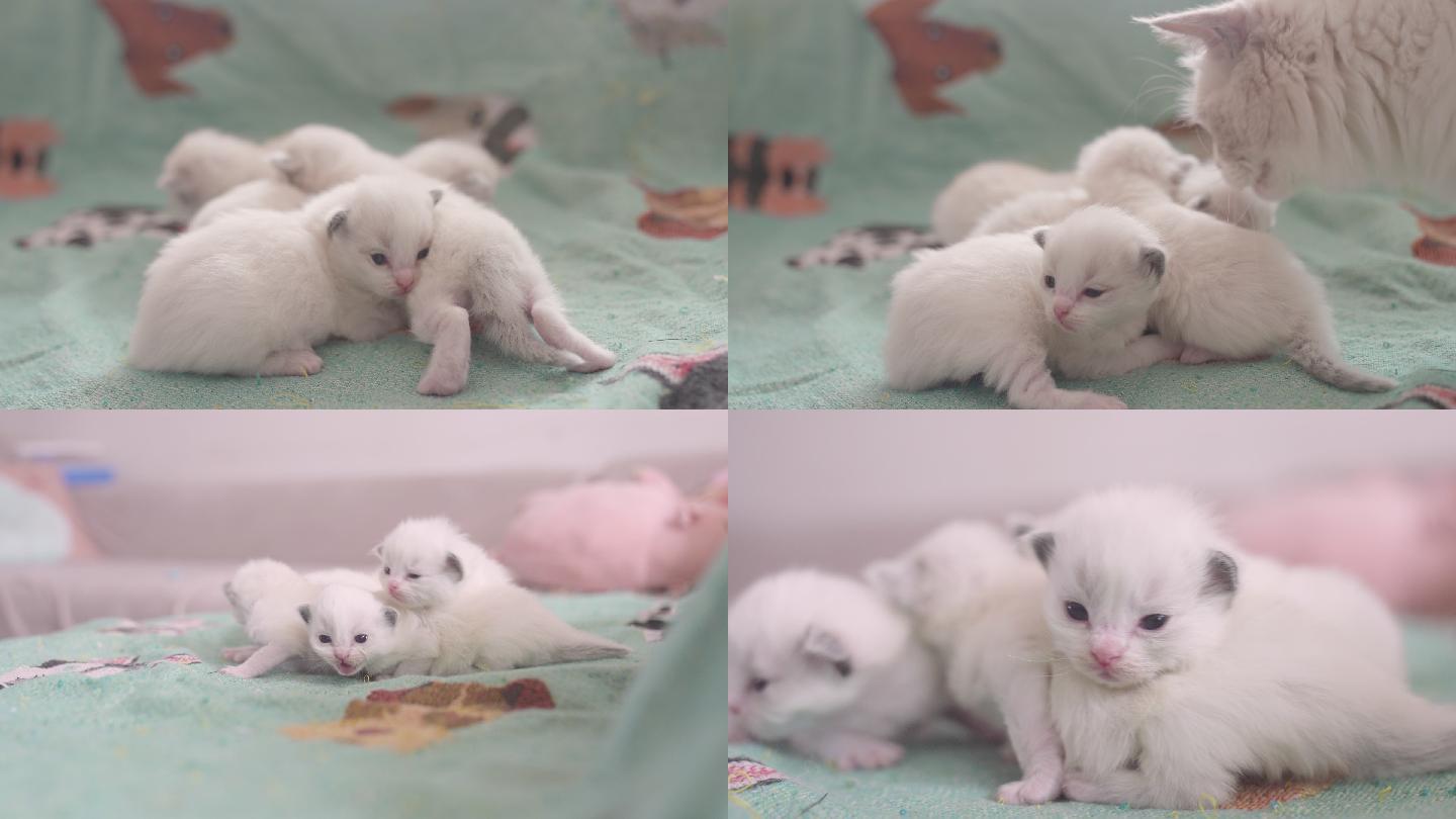 实拍十天大布偶猫白猫幼崽小猫
