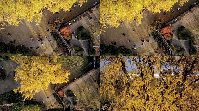 4K航拍上海最古老的银杏树上升