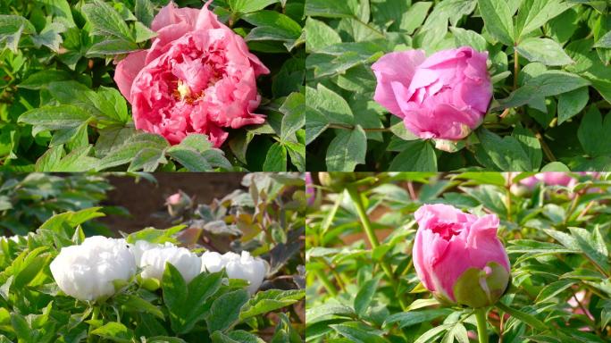 牡丹花、鲜花盛开、花朵特写 01