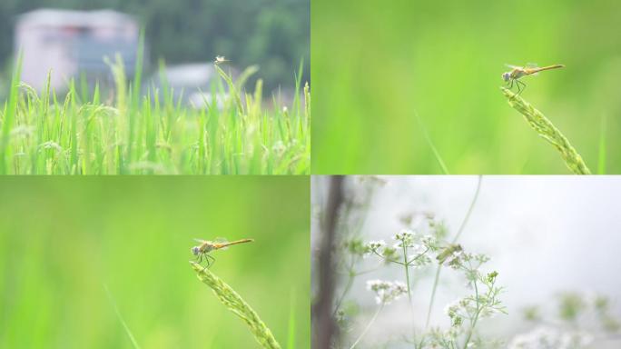 蜻蜓昆虫绿植草地野花蜜蜂采蜜特写A015