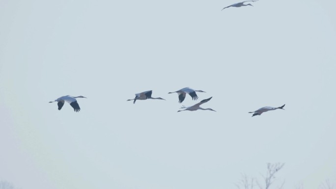 成群的白鹤在飞行，升格慢动作