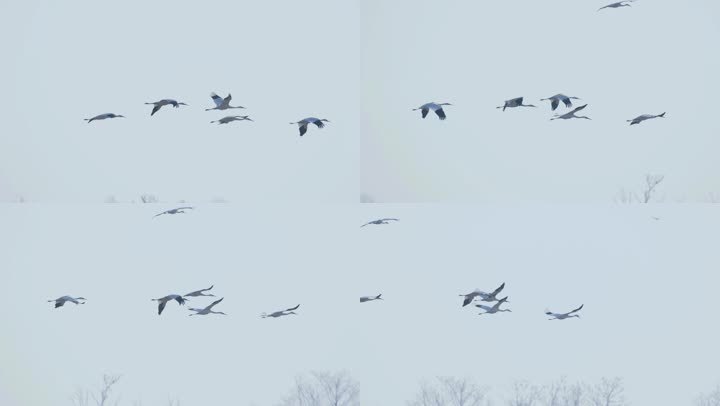 成群的白鹤在飞行，升格慢动作