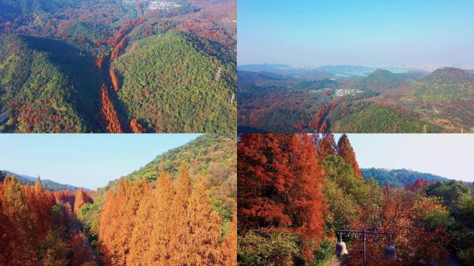 航拍杭州西湖景区虎跑路红杉林4K