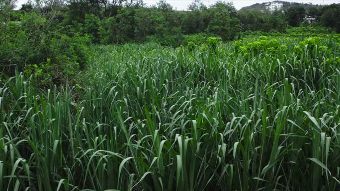 甘蔗林种植甘蔗农田梯田航拍A015