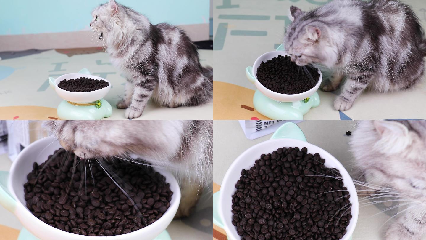 卷耳猫吃猫粮视频素材