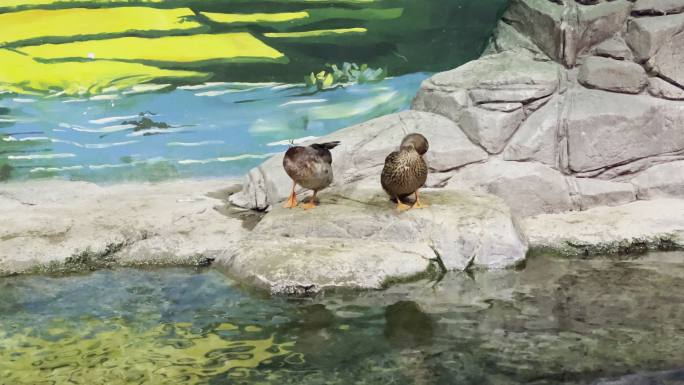 上海海洋水族馆鸭子洗漱