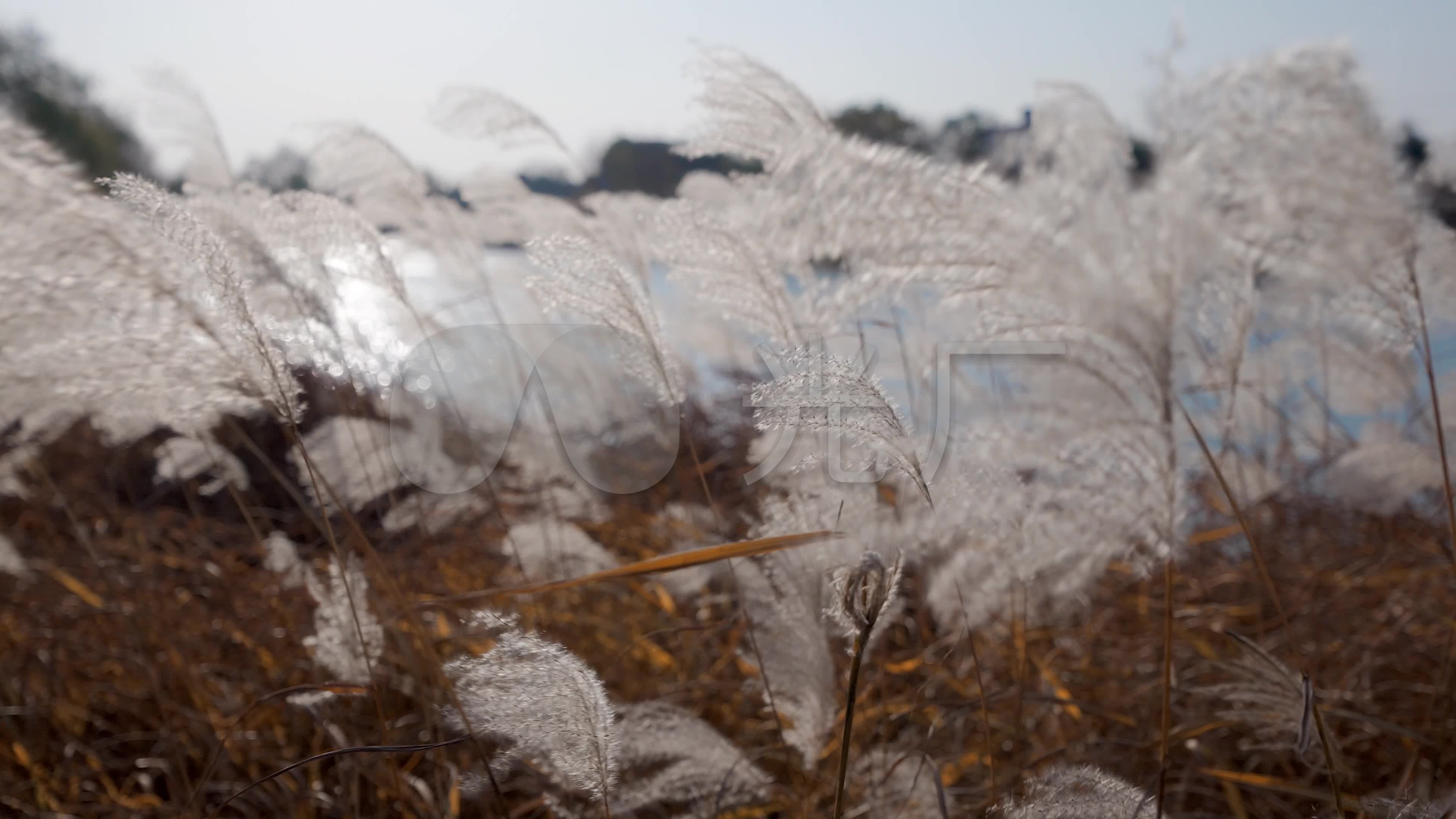 4k随风飘动的芦苇荡唯美秋风秋凉湖边_3840X2160_高清视频素材下载(编号:9327207)_实拍视频_光厂(VJ师网) www.vjshi.com