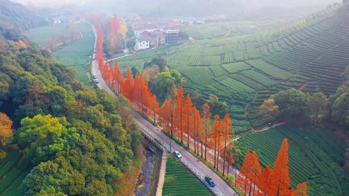 航拍杭州梅家坞秋色茶园4K