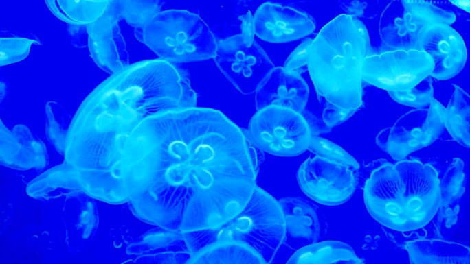 海底生物-水母-危险海生物-有毒