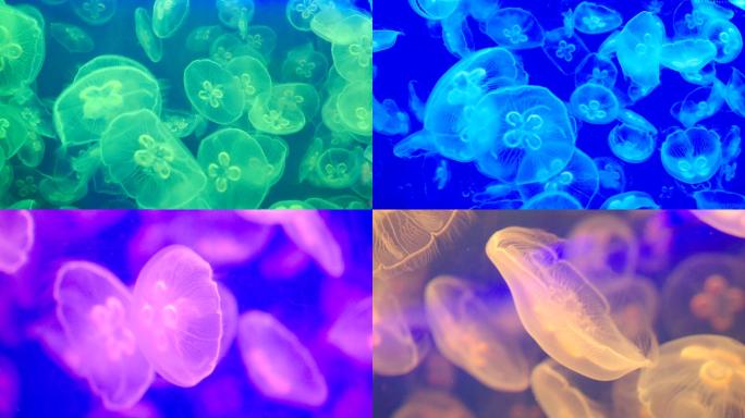 海底生物-水母-危险海生物-有毒