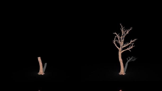 秋色树木生长动画透明通道