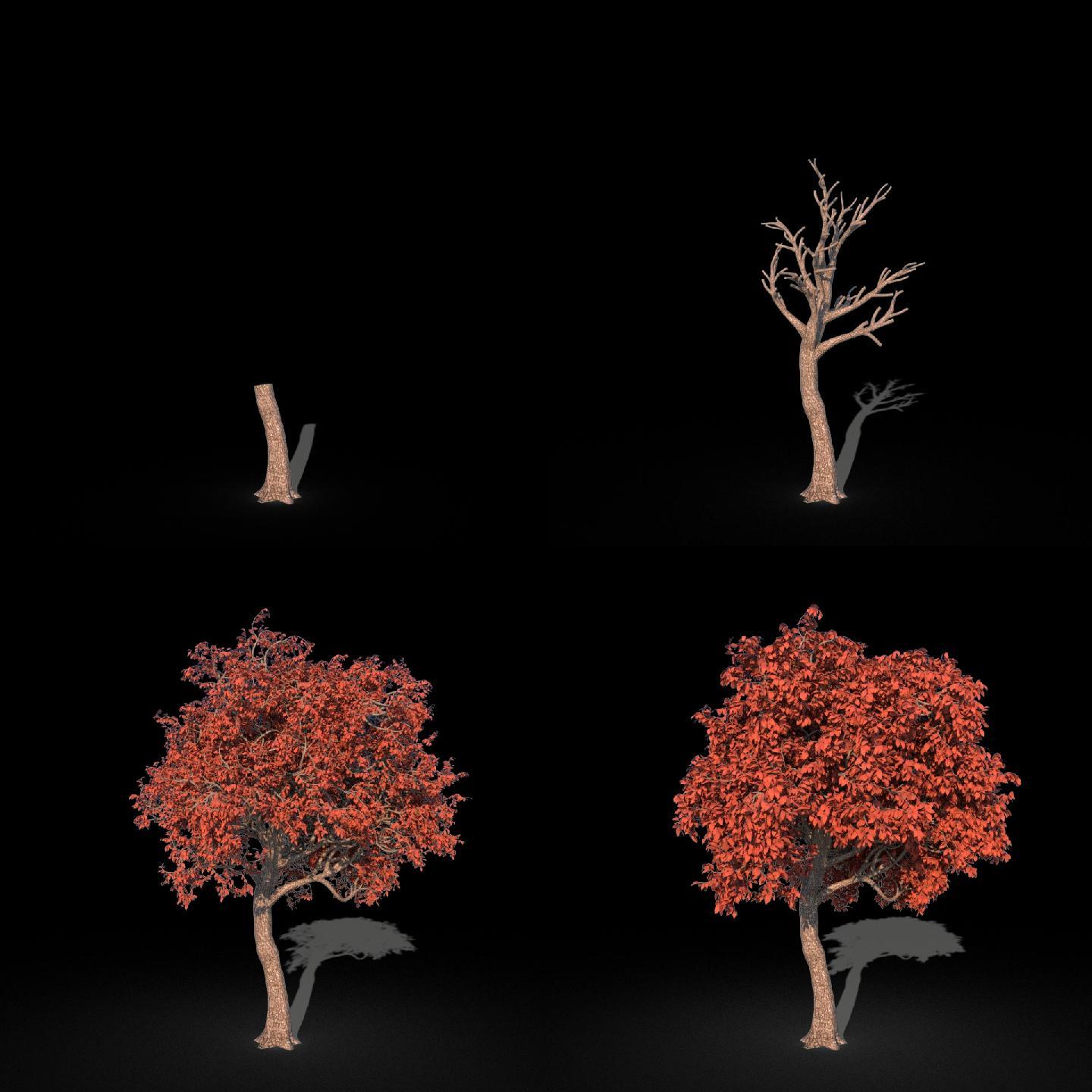 秋色树木生长动画透明通道