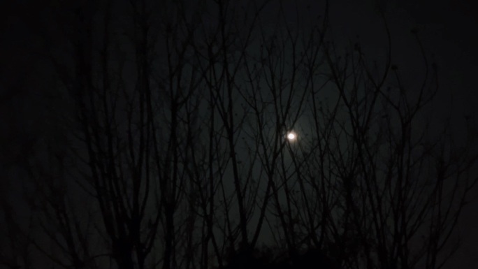 月色下的树影
