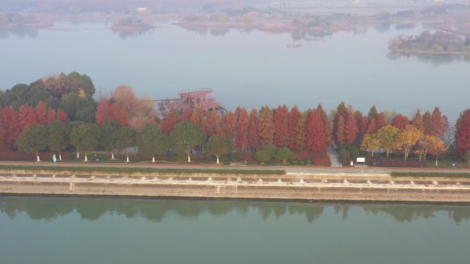 无锡贡湖湾湿地公园彩虹步道水杉