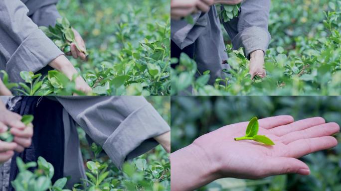 传统采茶，古人采茶