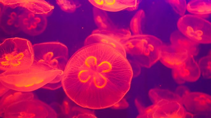 水母-海洋生物-水底世界