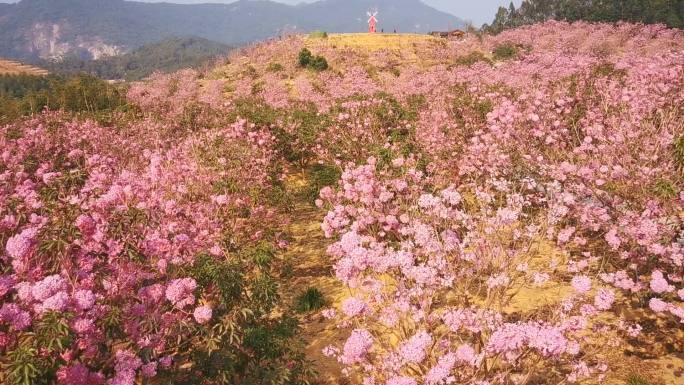 广东江门最美紫花风铃木花海航拍