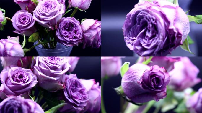 【原创】紫色玫瑰花实拍素材