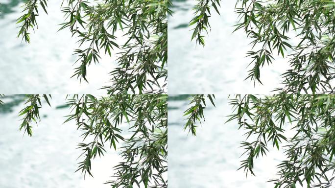 阳光柳树微风湖面波光粼粼意境空镜视频素材