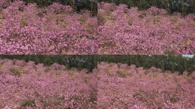 广东江门最美紫花风铃木花海航拍8