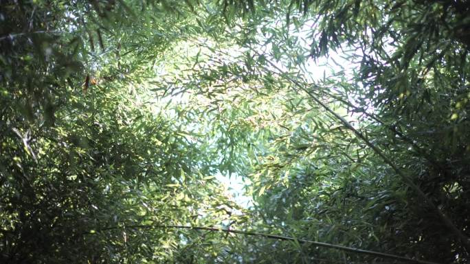 秋季竹林竹子高清素材
