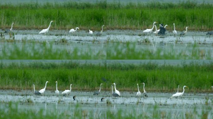 4K湿地的鸟群