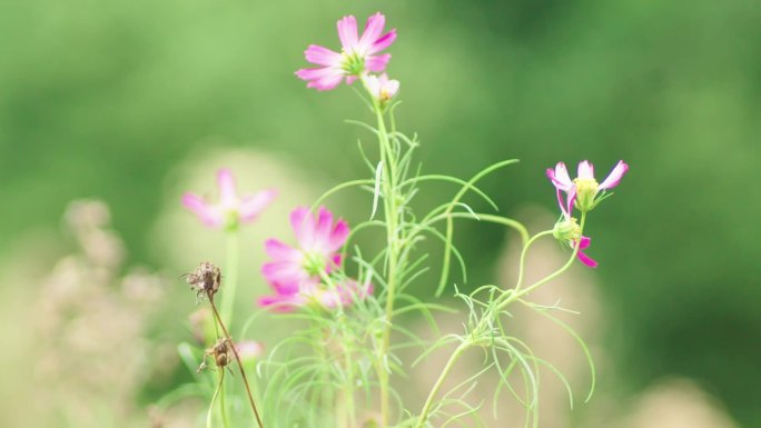 秋英花【1080P】