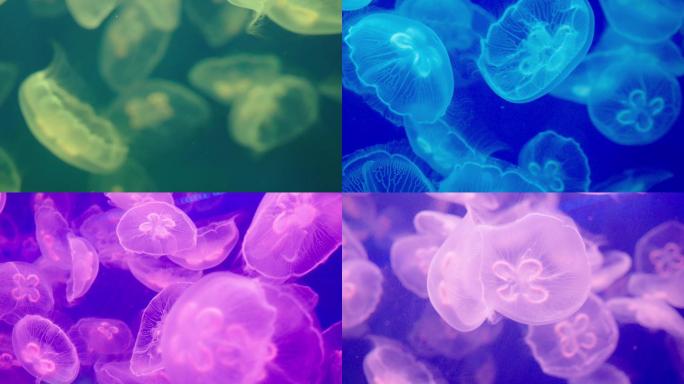 4K水母，海底世界-水下生物