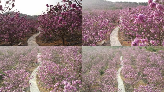 广东江门最美紫花风铃木花海航拍6