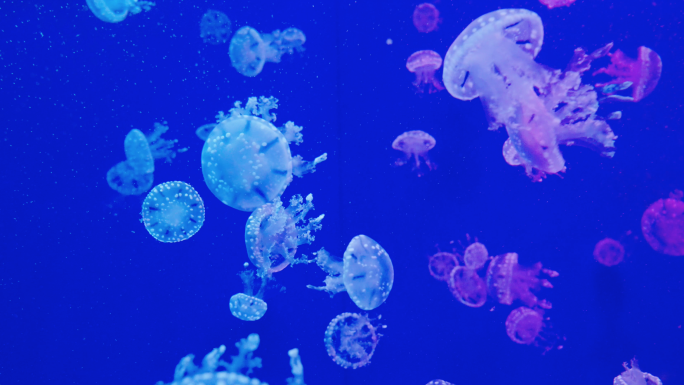 4K斑点水母-唯美水生物海洋生物